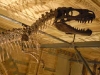 museo scienze naturali dinosauri3